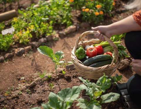 Arm extended over a garden plot holding a basket of harvested vegetables