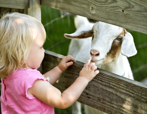 Young girl touching goats nose through gap in wooden fence