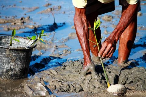 Man planting mangrove