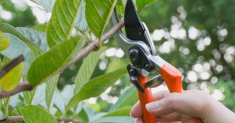close up image of pruning shears on a green shrub