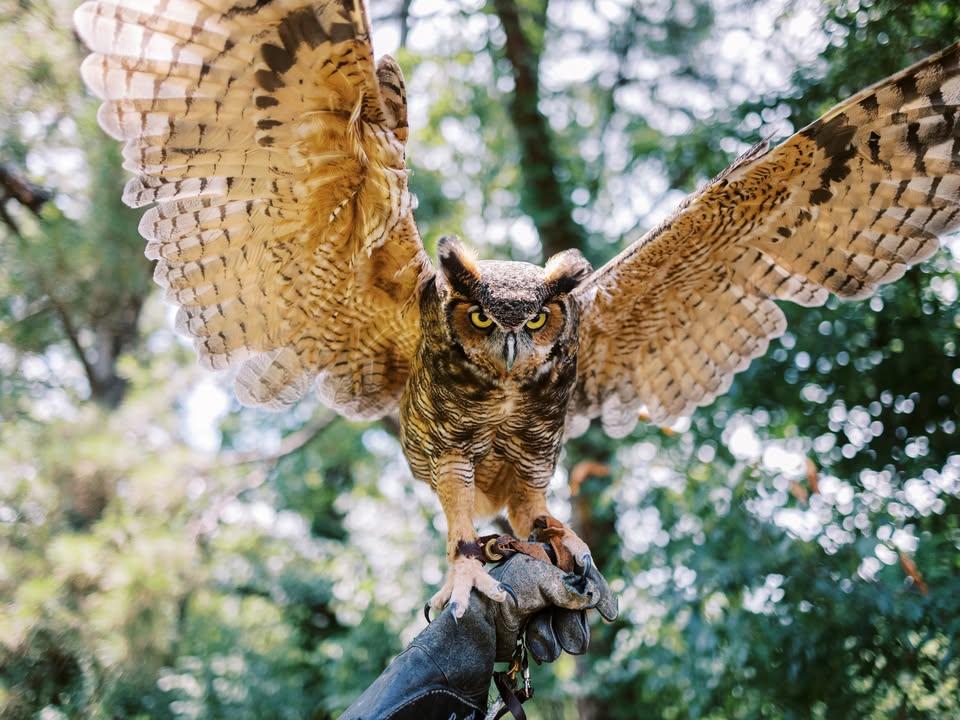 Come learn about native birds in the area.