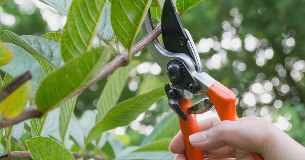close up image of pruning shears on a green shrub